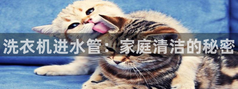 天辰团队贝高娱乐